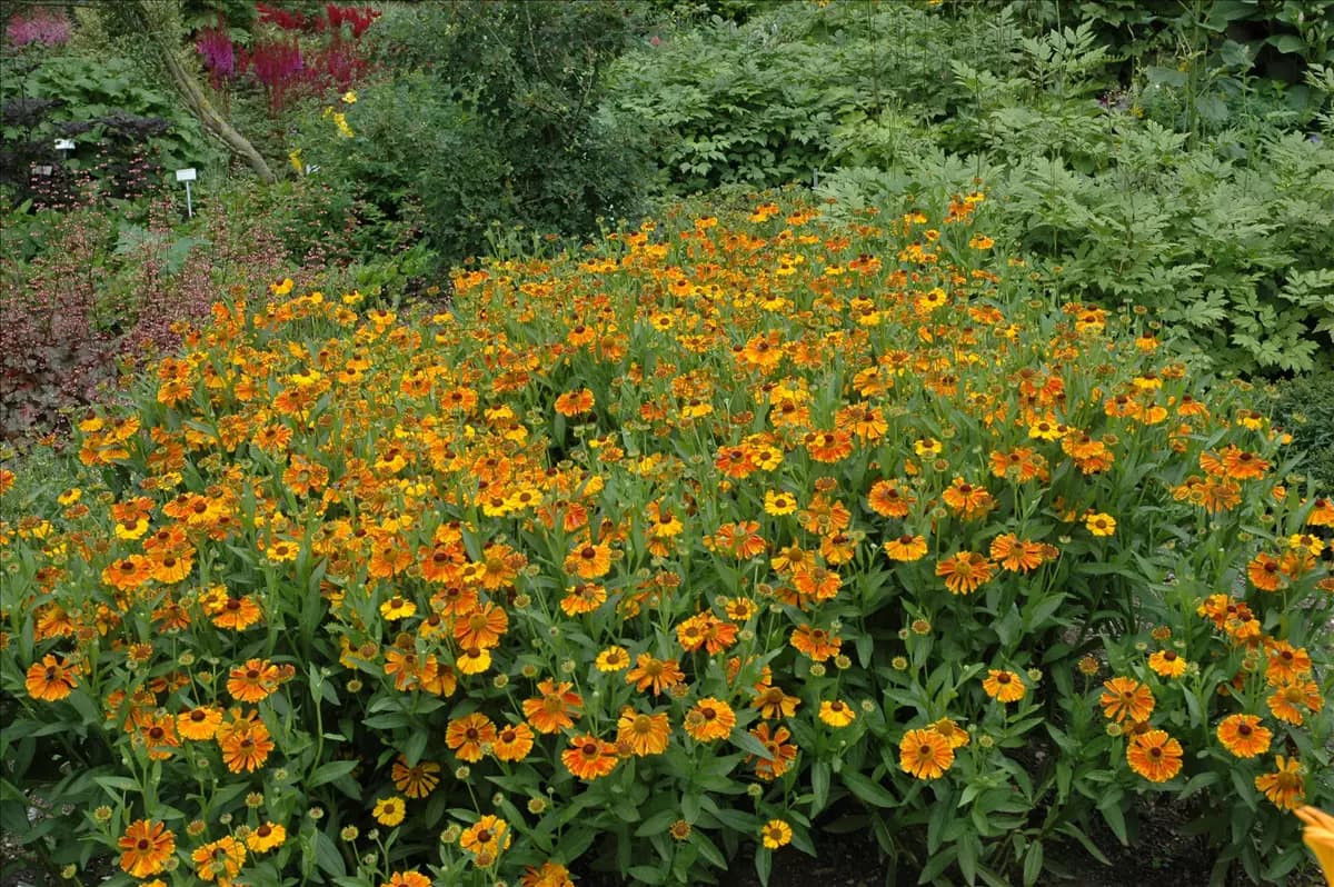 Helenium x cult.'Waltraud' Garten-Sonnenbraut