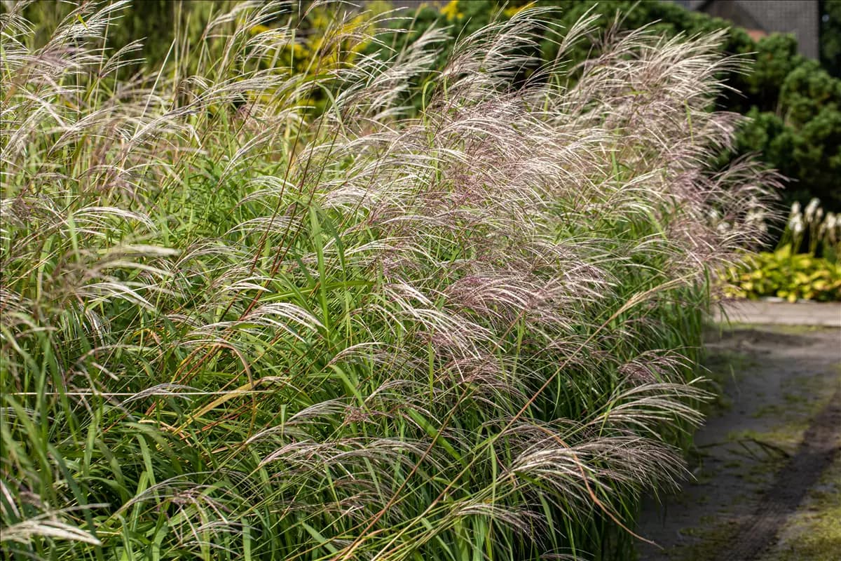 Miscanthus sinensis 'Silberfeder' Garten-Chinaschilf, Garten-Landschilf