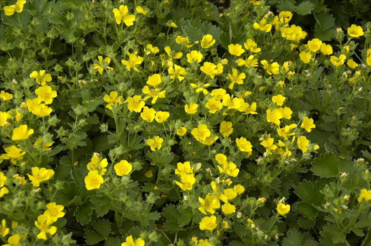 Potentilla crantzii Zottiges Fingerkraut