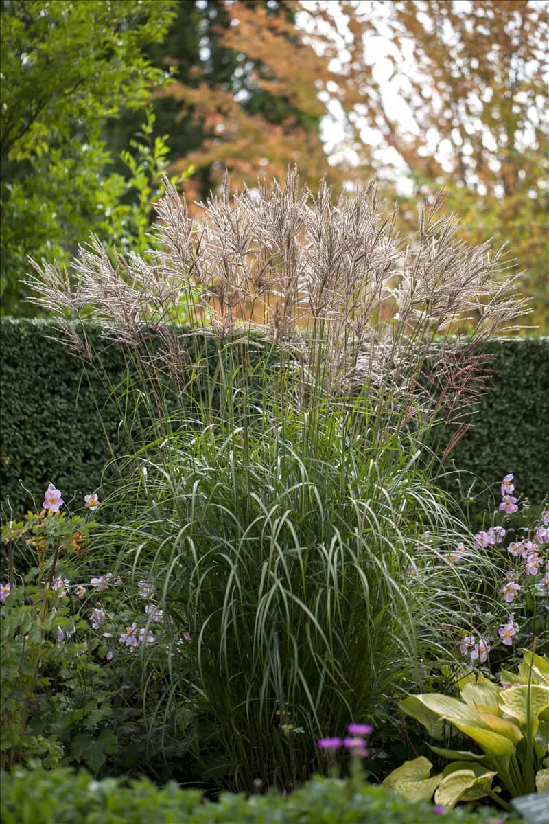 Miscanthus sinensis 'Silberspinne' Garten-Chinaschilf, Garten-Landschilf