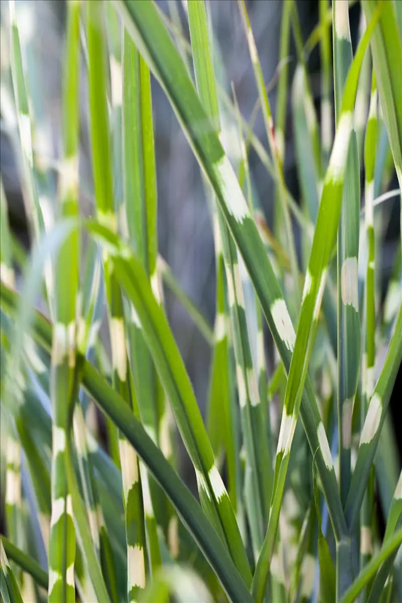 Miscanthus sinensis 'Strictus' Steifer Garten-Zebraschilf