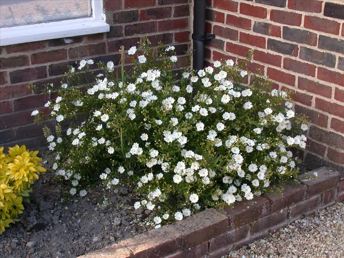 Helianthemum x cult.'Eisbär' Garten-Sonnenröschen