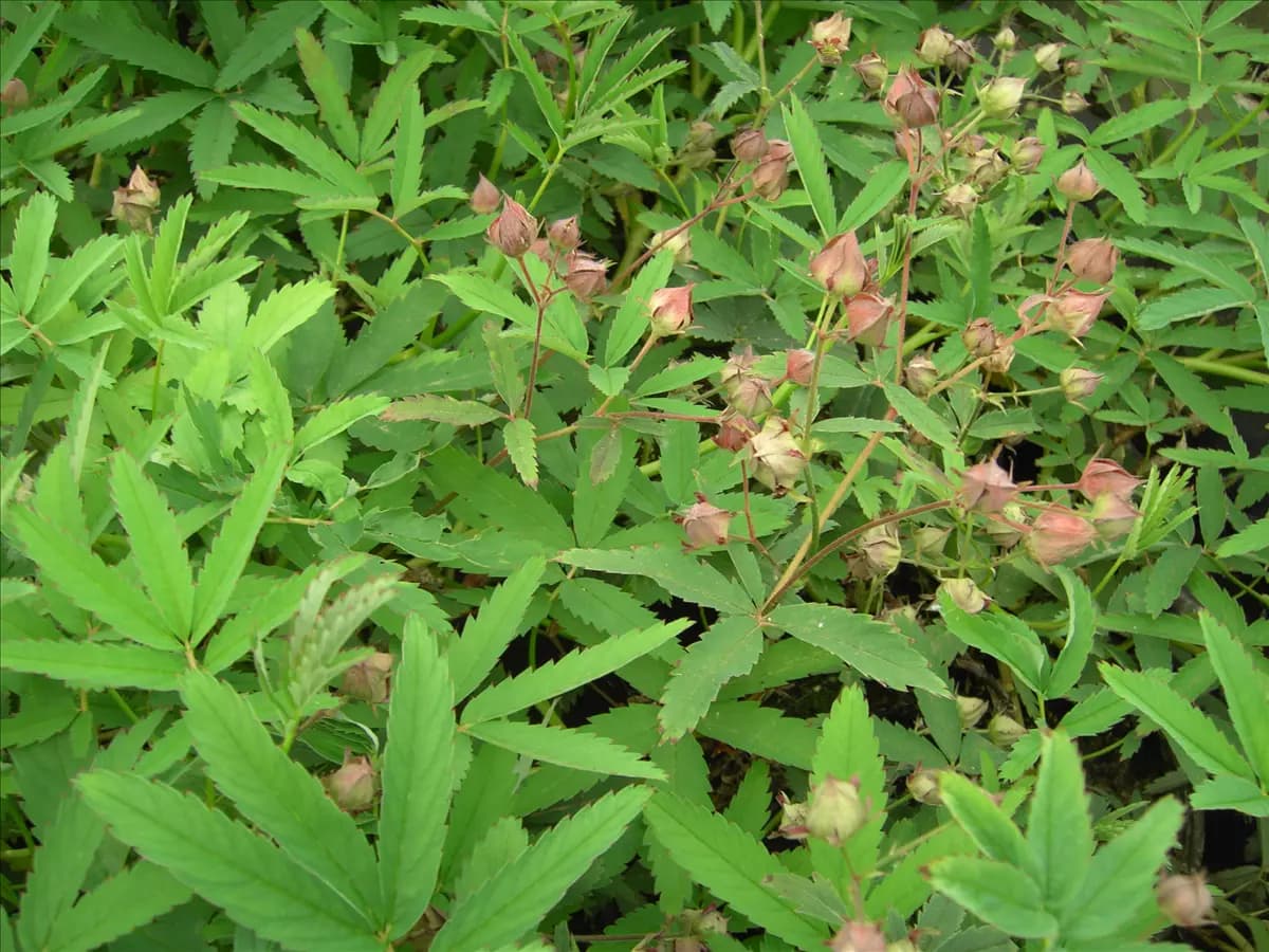 Potentilla palustris Sumpf-Fingerkraut