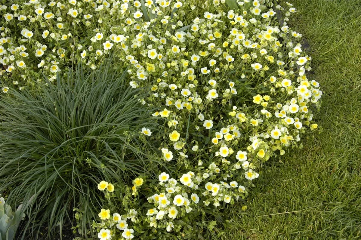Helianthemum x cult.'Elfenbeinglanz' Garten-Sonnenröschen