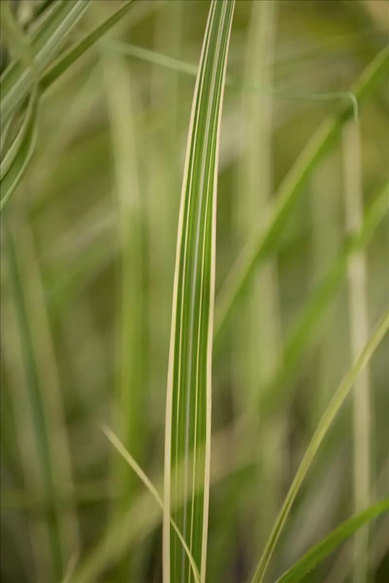 Miscanthus sinensis 'Variegatus' Weißgestreifter Garten-Chinaschilf
