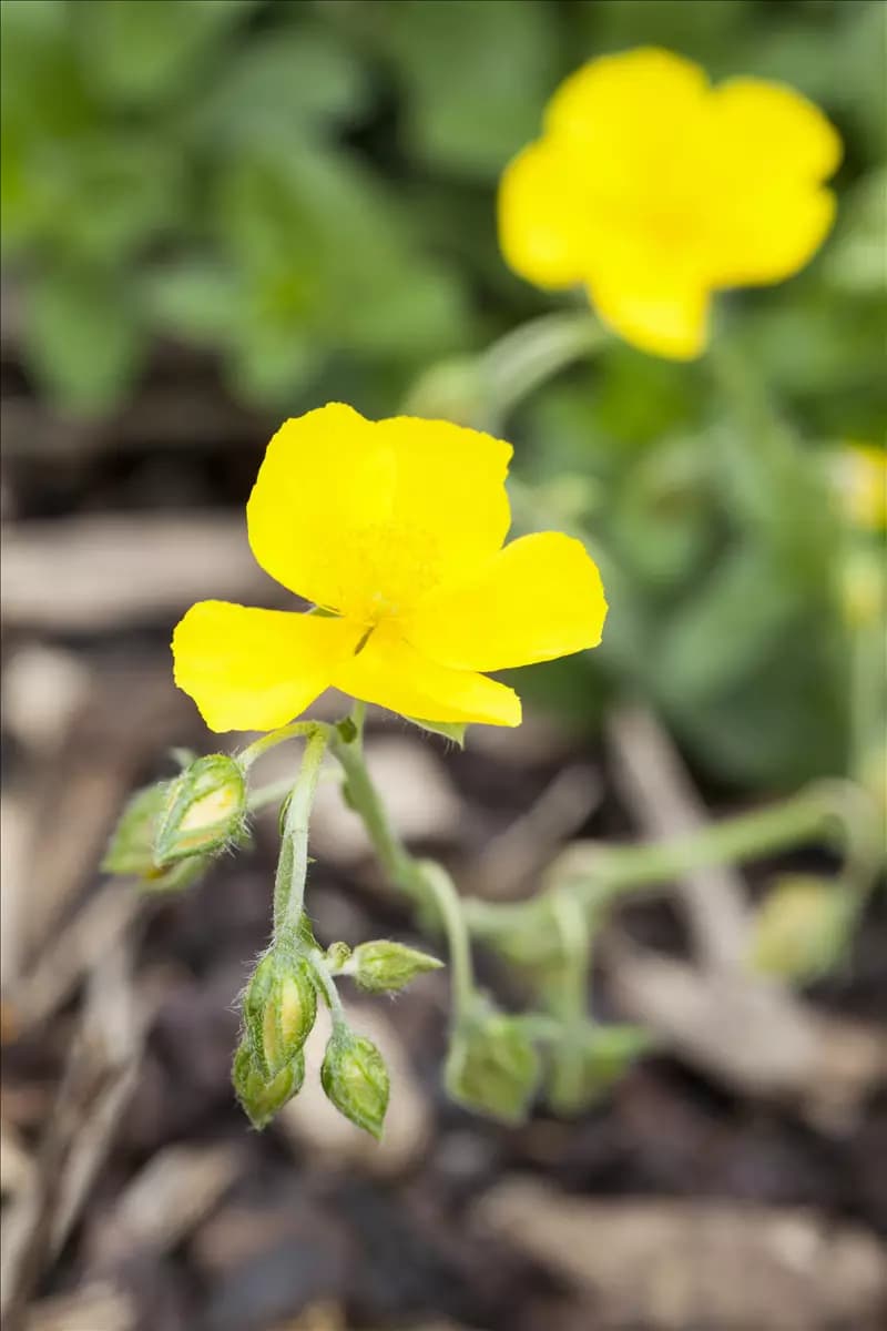 Helianthemum x cult.'Golden Queen' Garten-Sonnenröschen