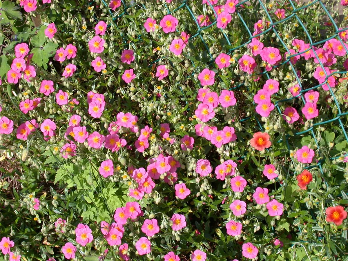 Helianthemum x cult.'Lawrensons Pink' Garten-Sonnenröschen