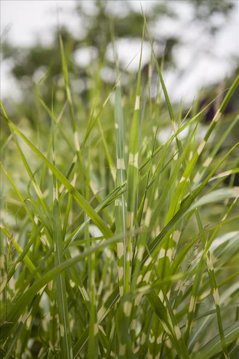 Miscanthus sinensis 'Zebrinus' Überhängender Garten-Zebraschilf