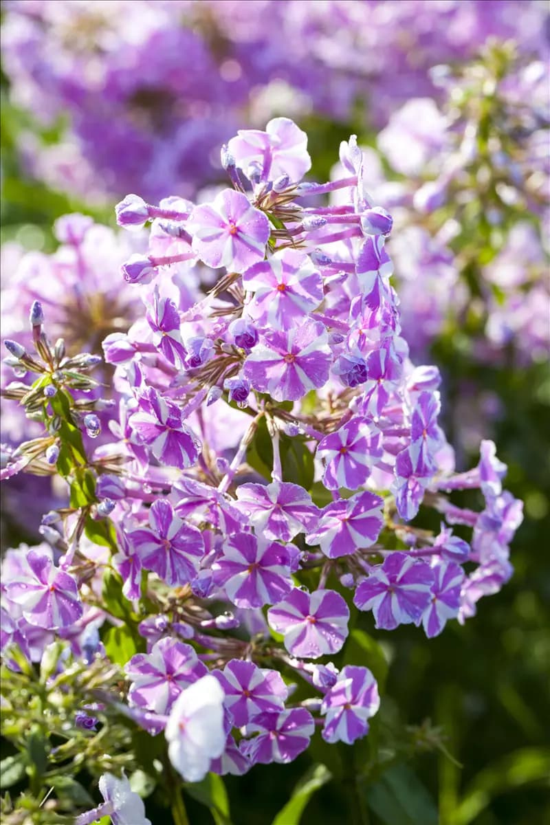 Phlox subulata 'Candy Stripes' Garten-Teppich-Flammenblume