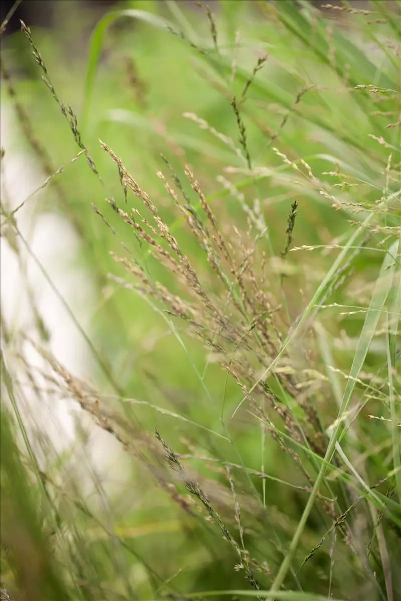 Molinia arundinacea 'Transparent' Hohes Garten-Pfeifengras