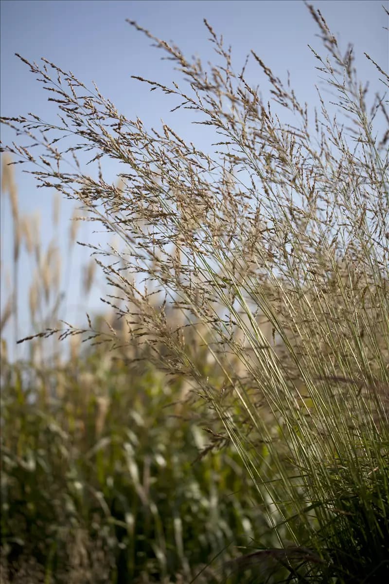 Molinia arundinacea 'Windspiel' Hohes Garten-Pfeifengras