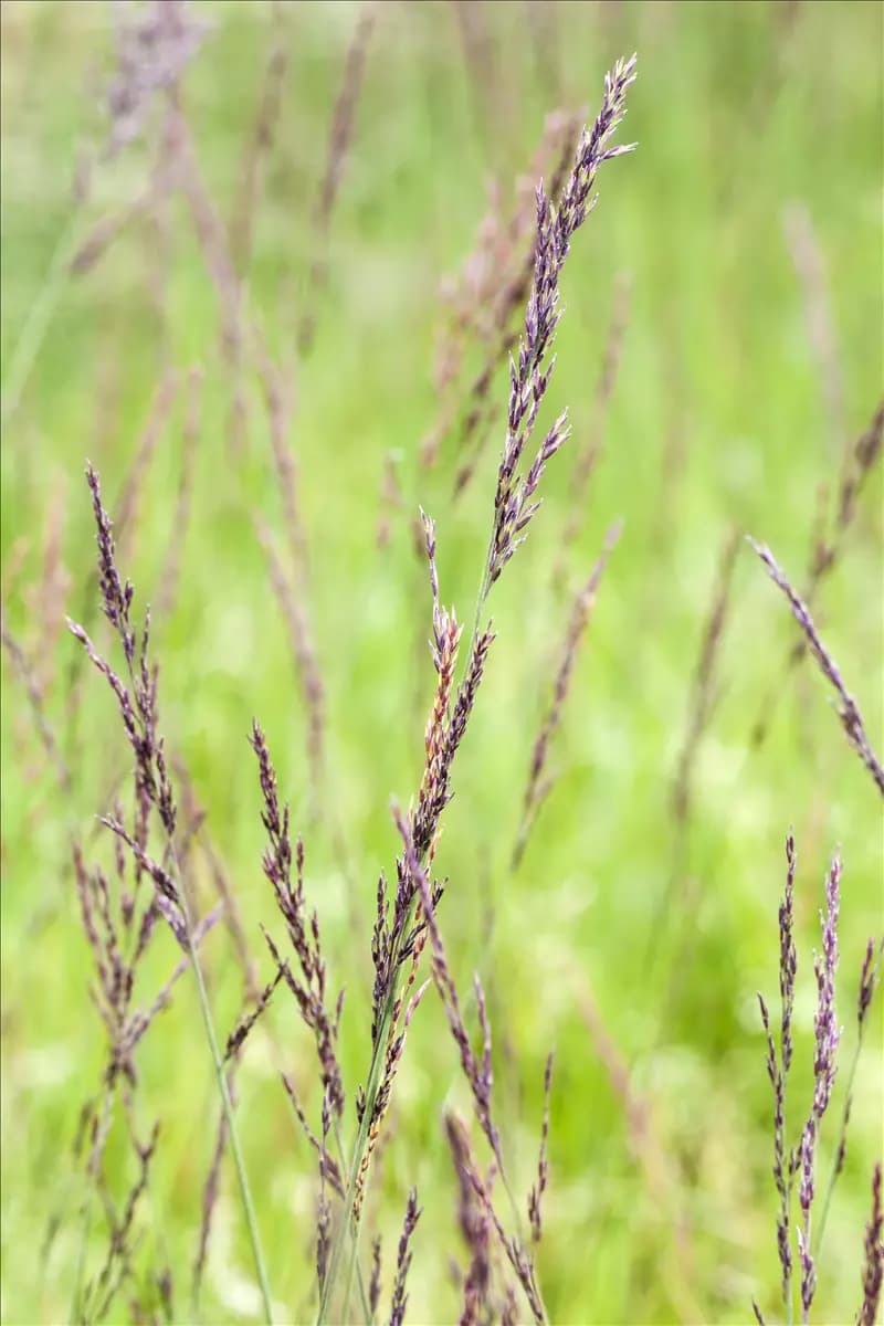 Molinia caerulea 'Edith Dudszus' Kleines Garten-Pfeifengras