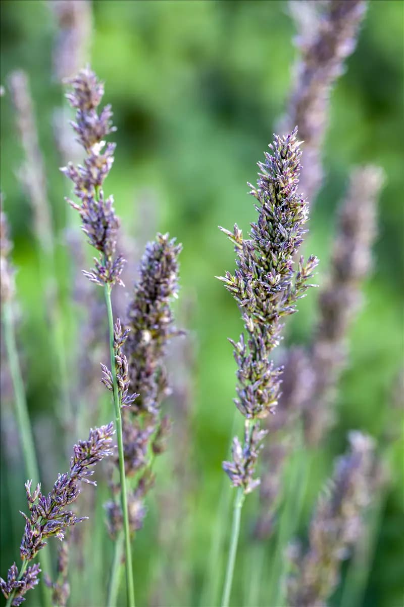 Molinia caerulea 'Moorhexe' Kleines Garten-Pfeifengras