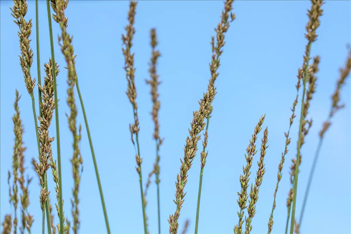 Molinia caerulea 'Heidebraut' Kleines Garten-Pfeifengras