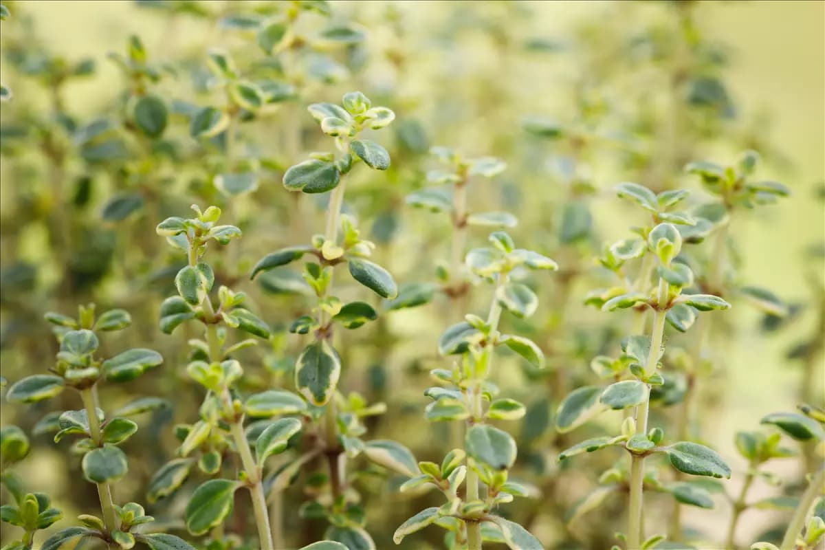 Thymus comosus 'Doone Valley' Schopfiger Garten-Thymian