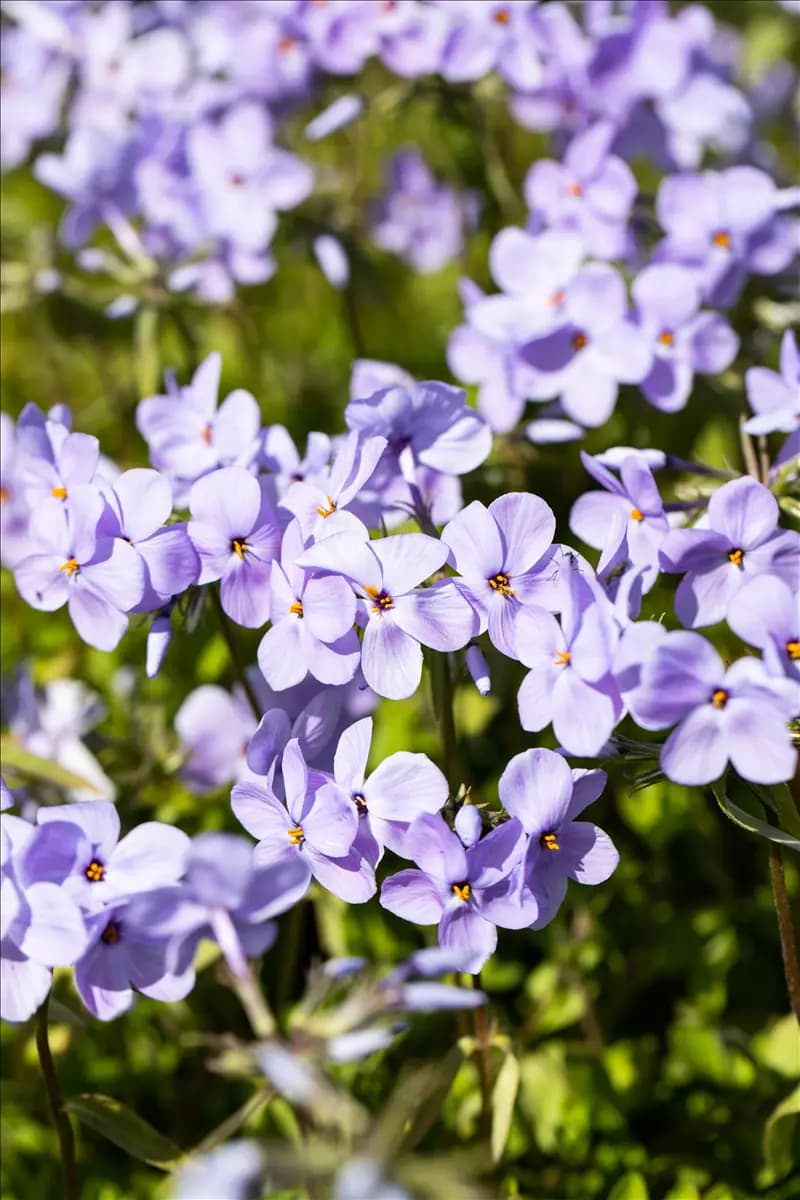 Phlox stolonifera 'Blue Ridge' Garten-Ausläufer-Flammenblume