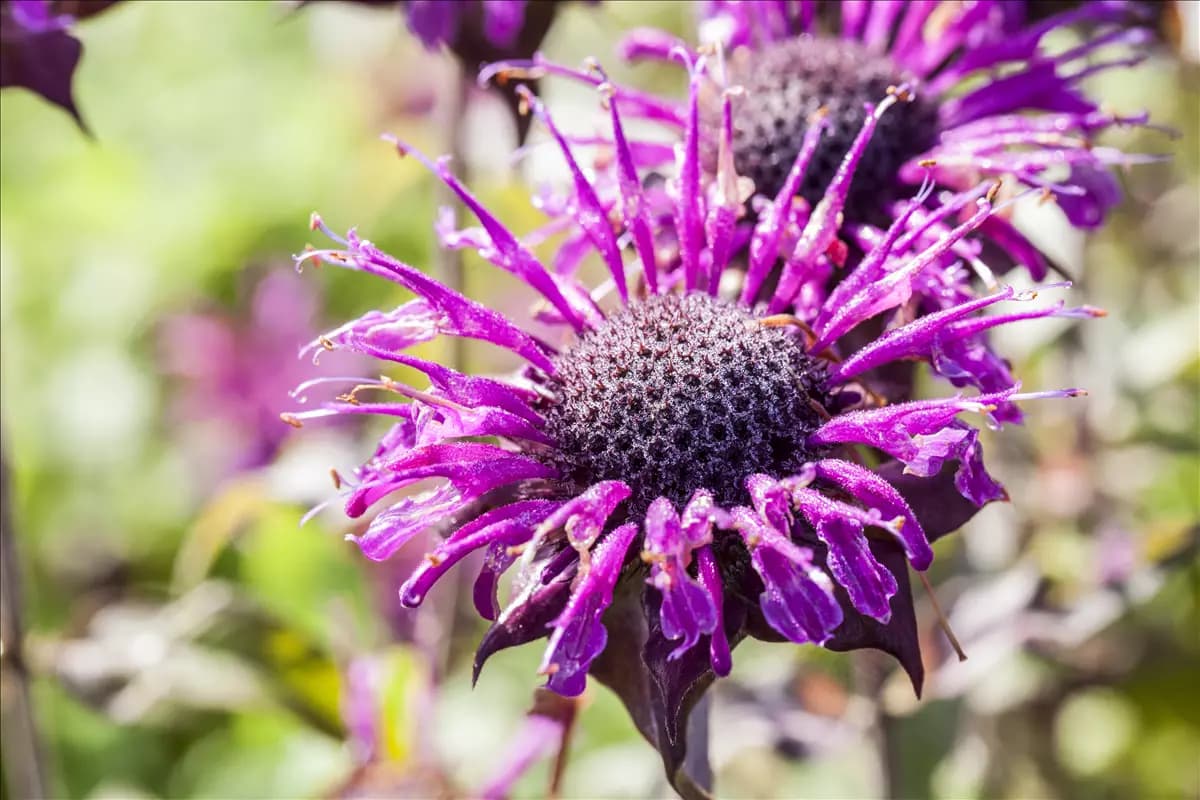 Monarda fistulosa 'Prärienacht' Garten-Indianernessel