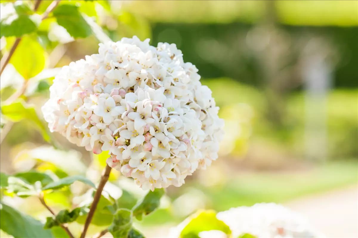 Viburnum carlcephalum Großblumiger Schneeball