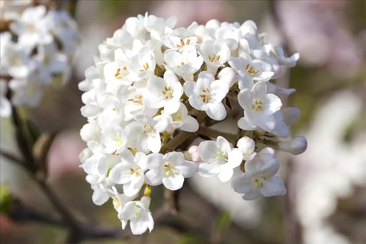 Viburnum carlesii 'Aurora' Wohlriechender Schneeball 'Aurora'