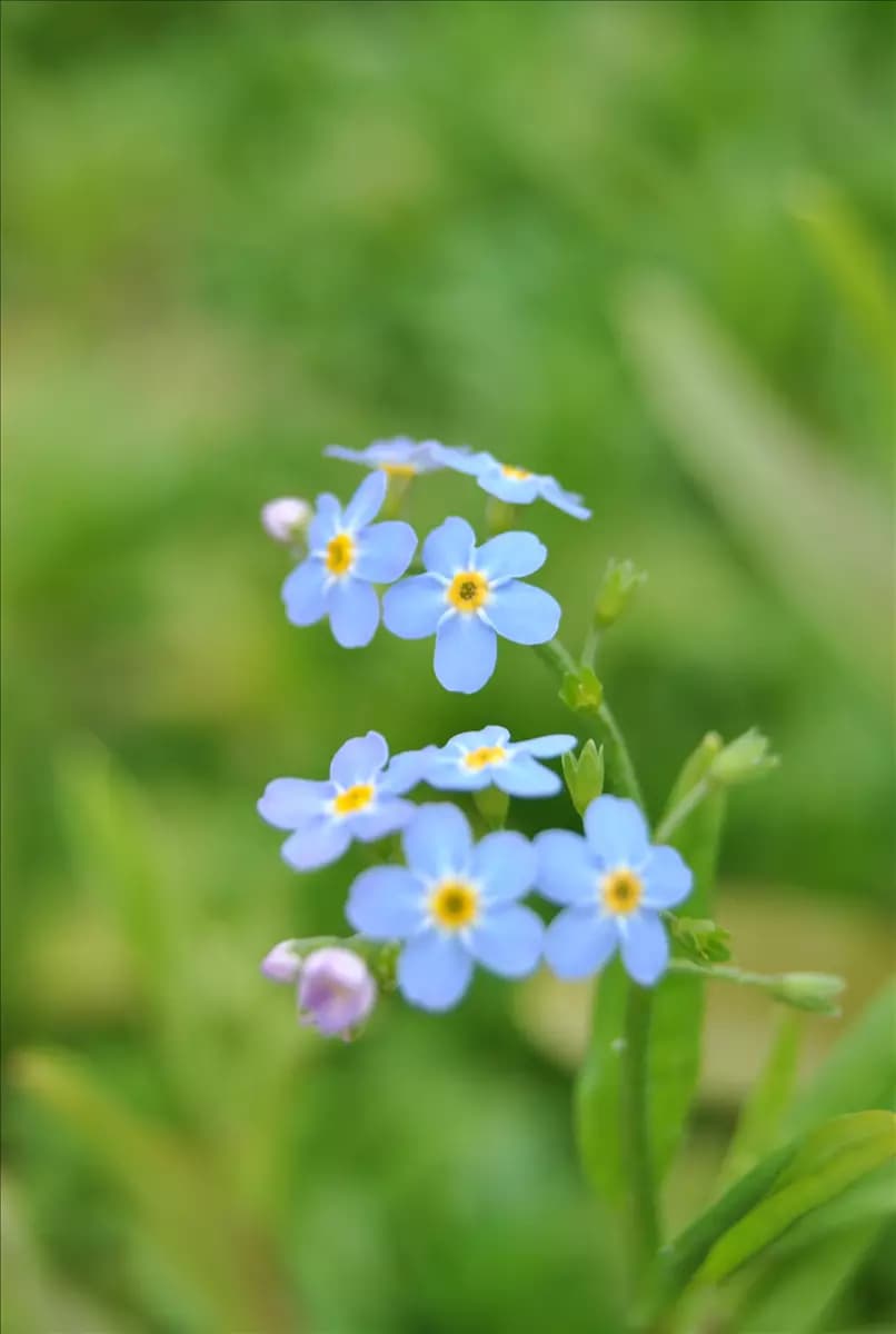 Myosotis palustris, violettblau Sumpf-Vergissmeinnicht
