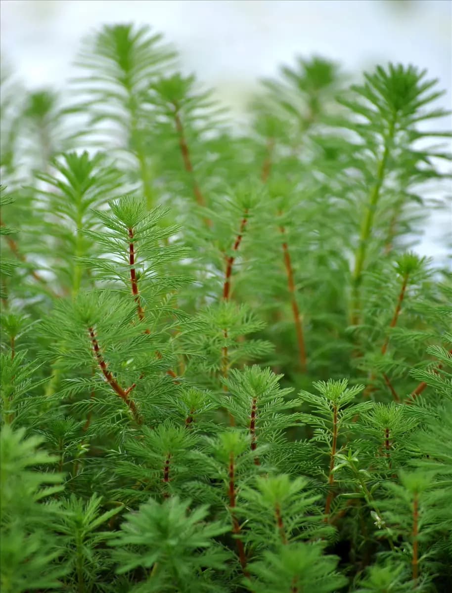 Myriophyllum verticillatum Quirlblättriges Tausendblatt