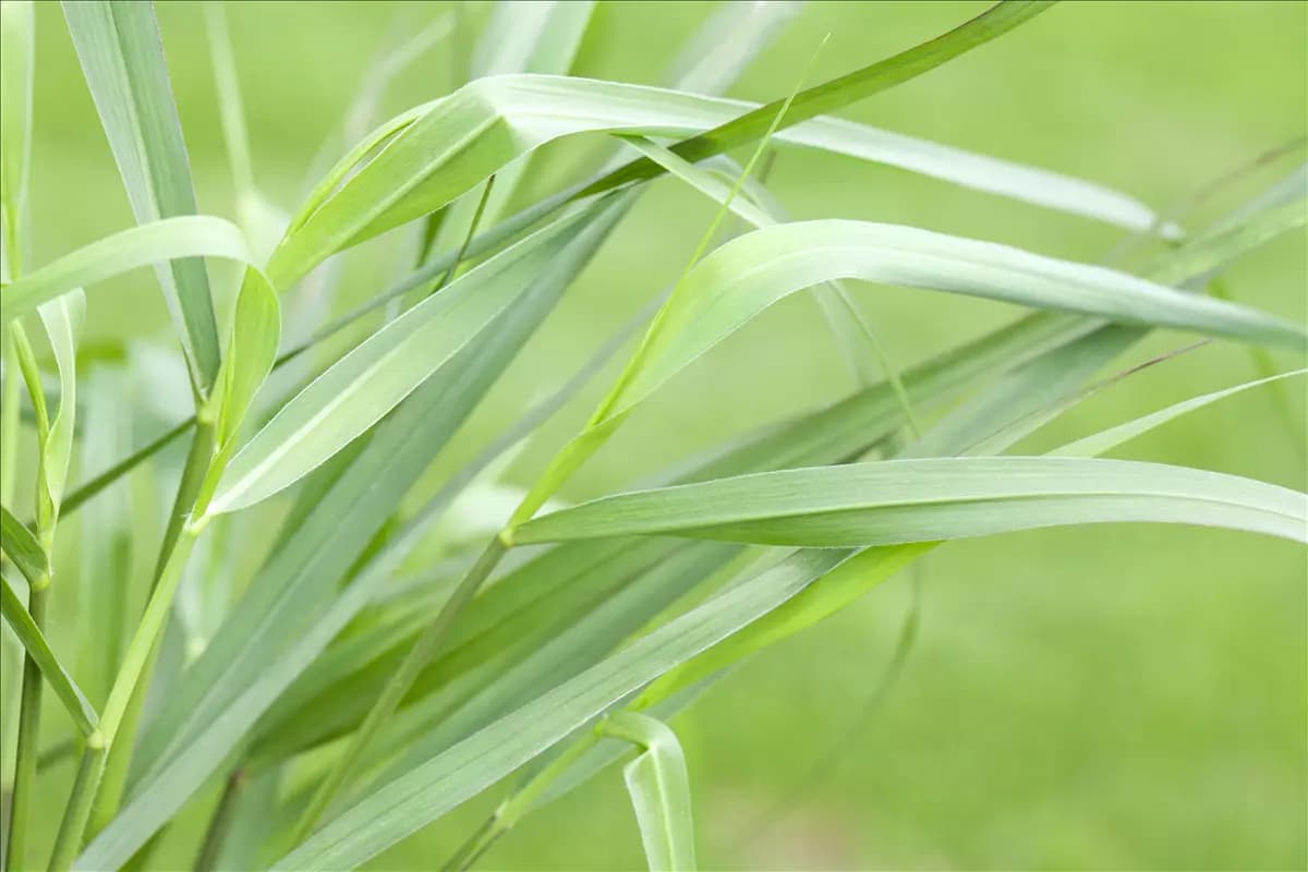 Panicum virgatum 'Hänse Herms' Garten-Ruten-Hirse