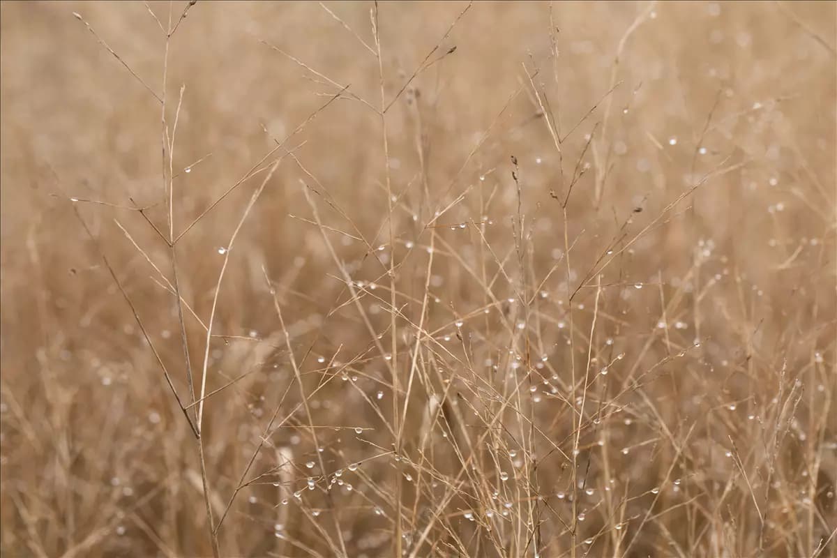 Panicum virgatum 'Heavy Metal' Garten-Ruten-Hirse