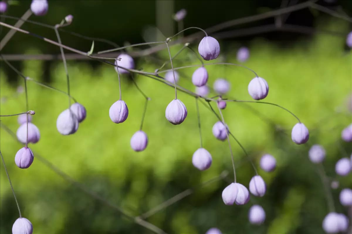 Thalictrum delavayi Delavays Wiesenraute