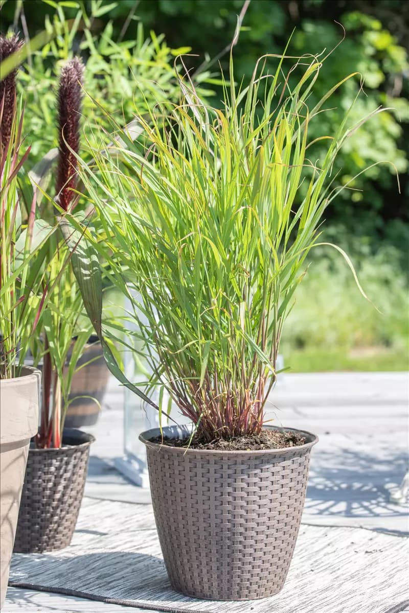 Panicum virgatum 'Rehbraun' Garten-Ruten-Hirse