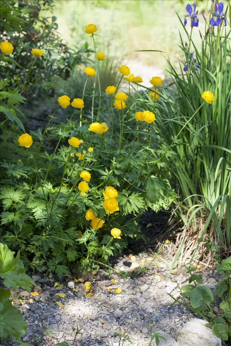 Trollius europaeus Europäische Trollblume