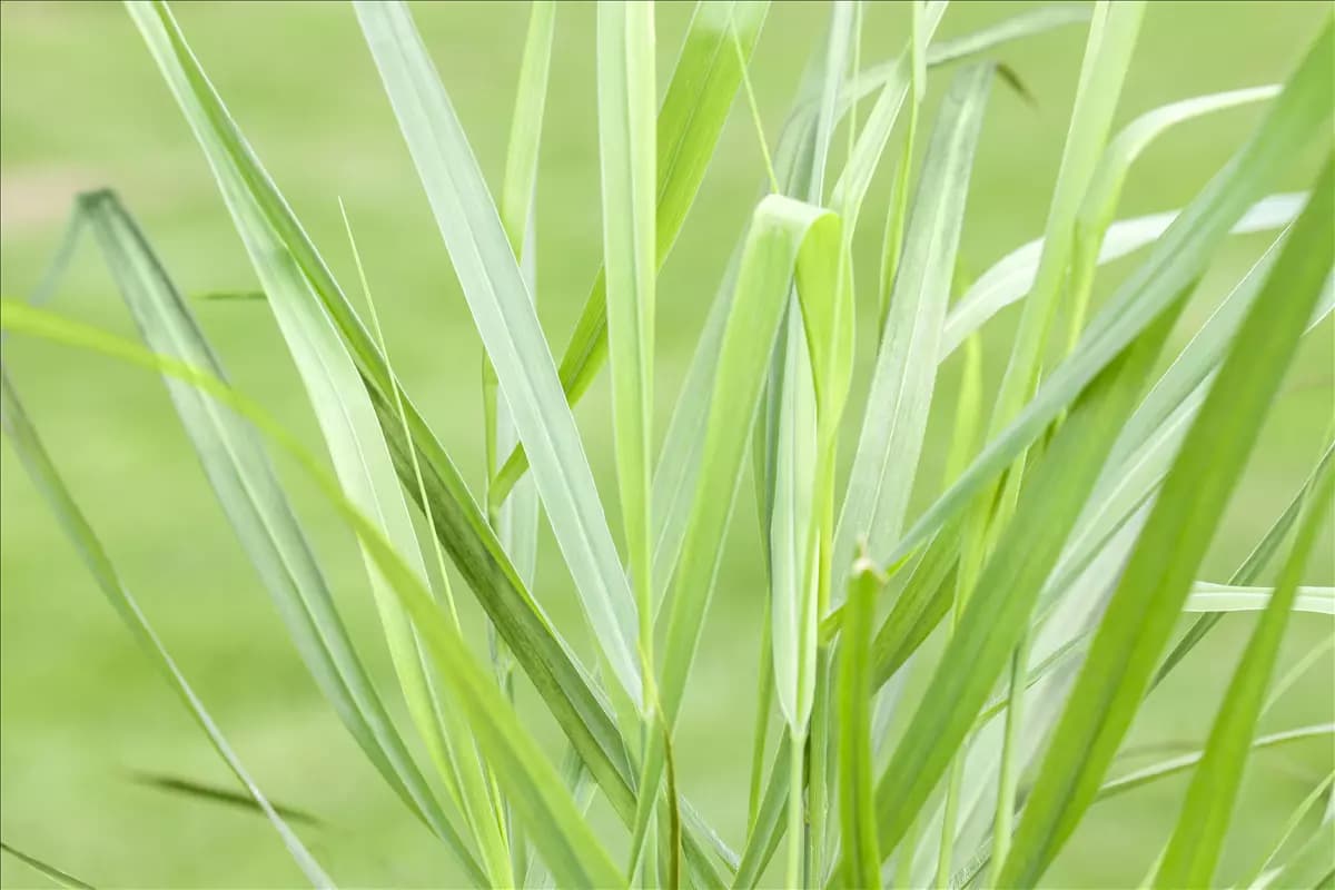 Panicum virgatum 'Rotstrahlbusch' Garten-Ruten-Hirse