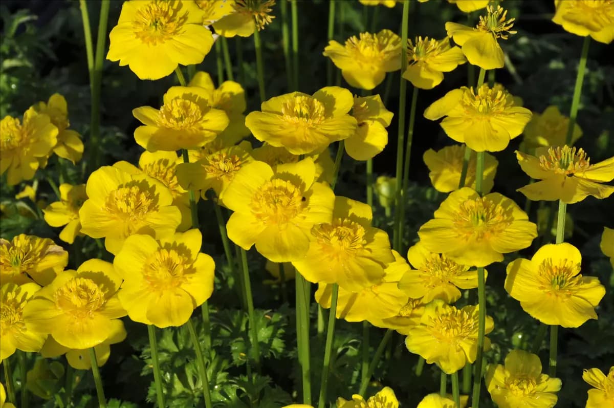 Trollius pumilus Zwergige Himalaya-Trollblume