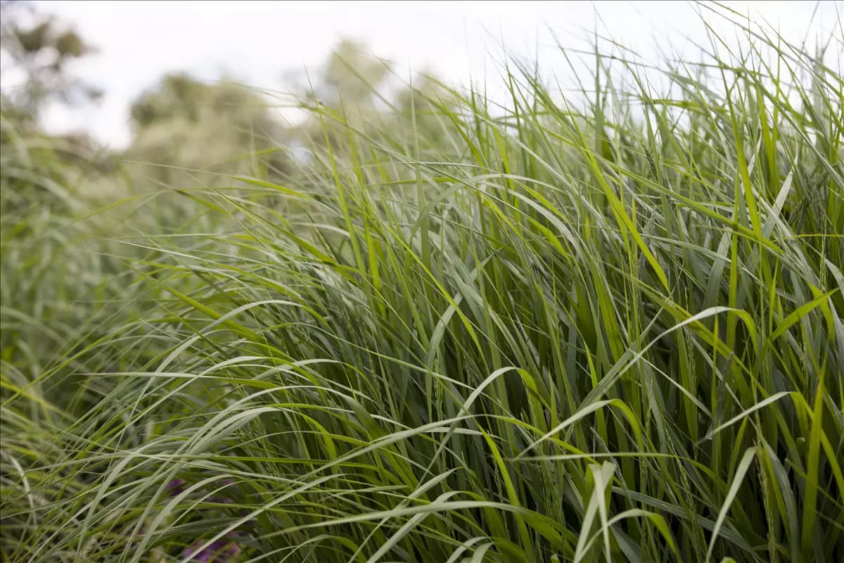 Panicum virgatum 'Strictum' Garten-Ruten-Hirse