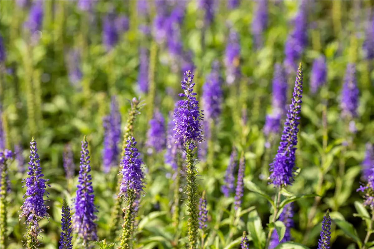 Veronica spicata 'Nana Blauteppich', gen. Garten-Teppich-Ehrenpreis