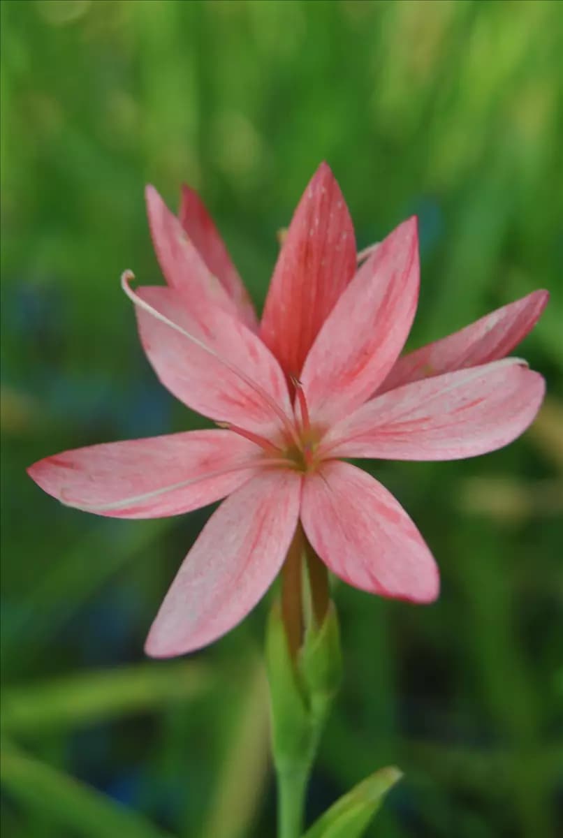 Schizostylis coccinea Spaltgriffel