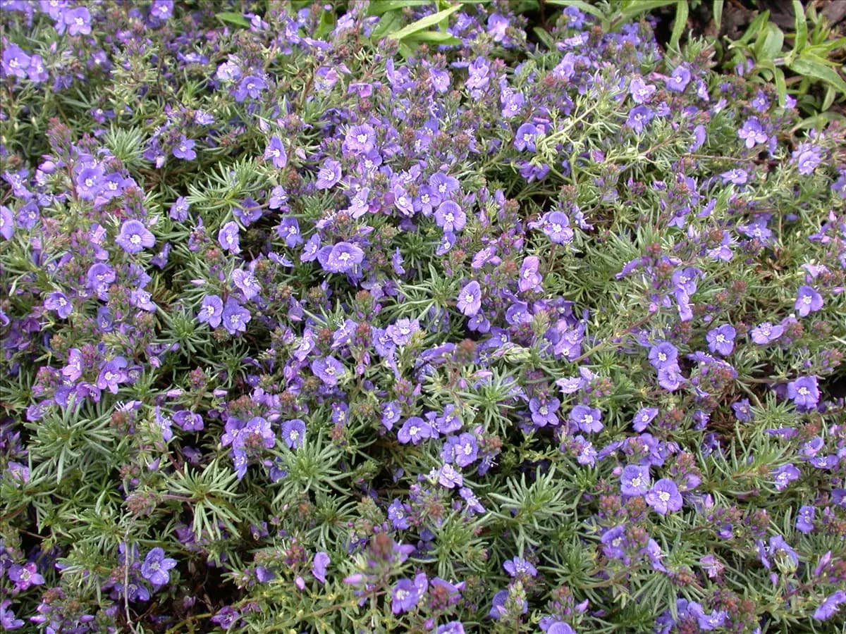 Veronica prostrata, blau Niederliegender Garten-Ehrenpreis