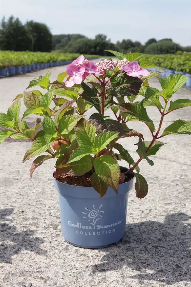 Hydrangea macr. 'Endless Summer - Twist and Shout' Hortensie Twist and Shout