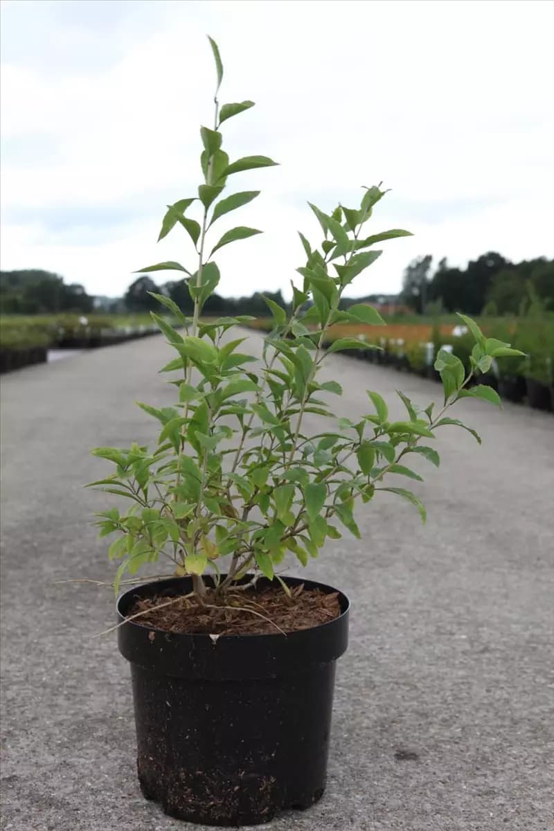 Lycium barbarum 'Big Lifeberry' -R- Teufelszwirn 'Big Lifeberry' -R-