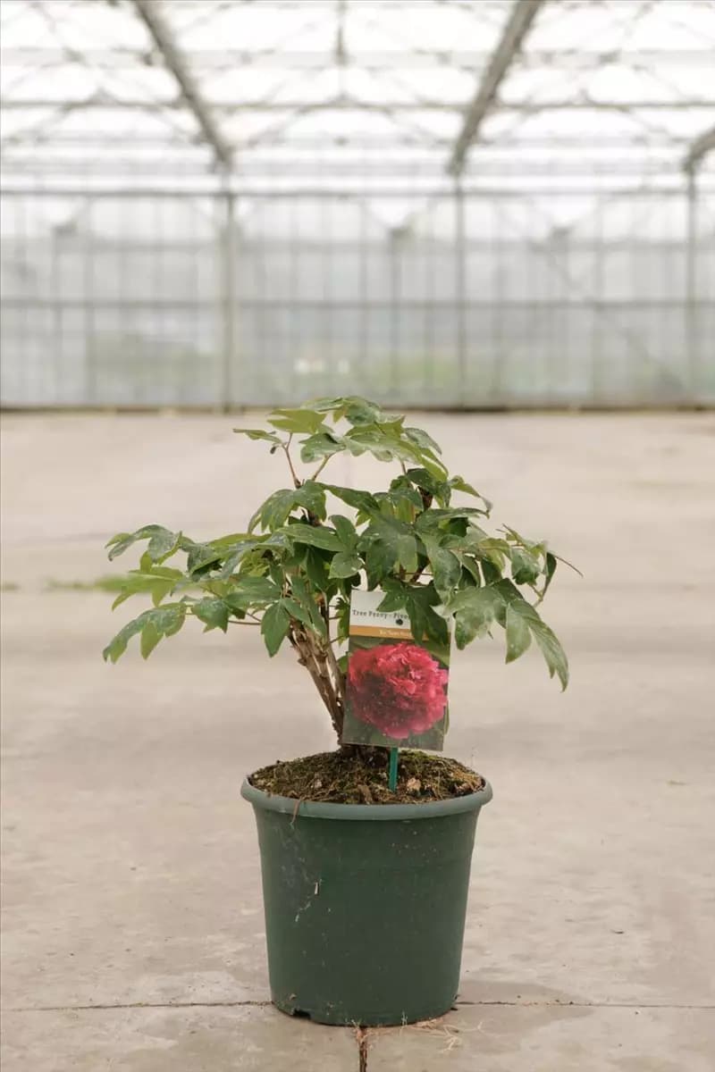 Paeonia suffr.'Bai Yuan Hong Xia' dunkelrot gefüll Baum-Pfingstrose 'Bai Yuan Hong Xia'
