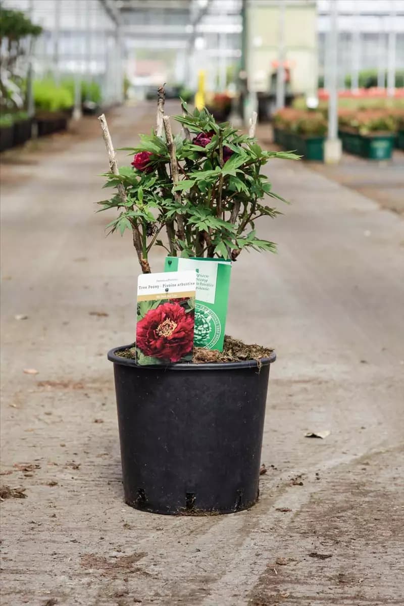 Paeonia suffr.'Mo Run Jue Lun' dunkelrot, halbgefü Strauch-Pfingstrose