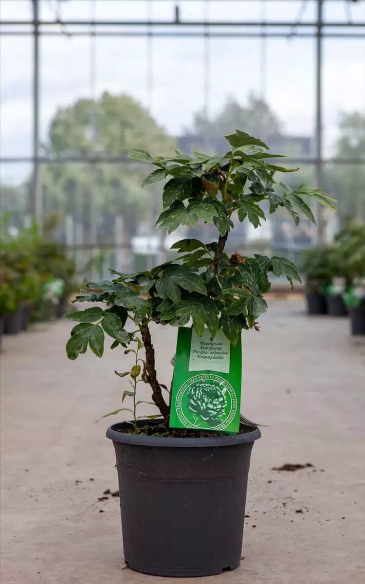 Paeonia suffr.'Wu Jin Yao Hui dunkelrot halbgefüll Strauch-Pfingstrose