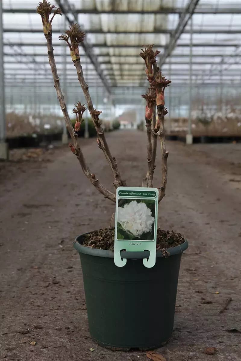 Paeonia suffr.'Xue Ta' weiß halbgefüllt Strauch-Pfingstrose
