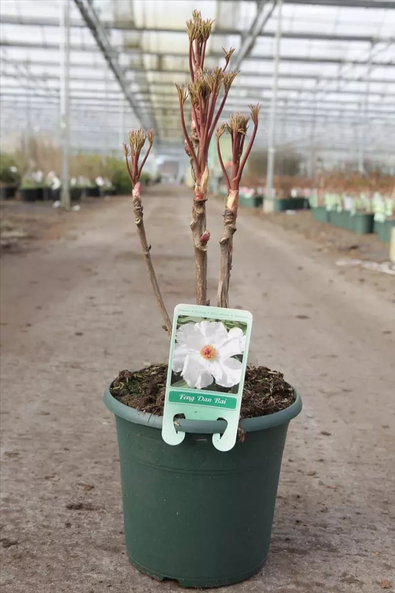 Paeonia suffruticosa 'Feng dan Bai weiß halbgefüll Baum-Pfingstrose