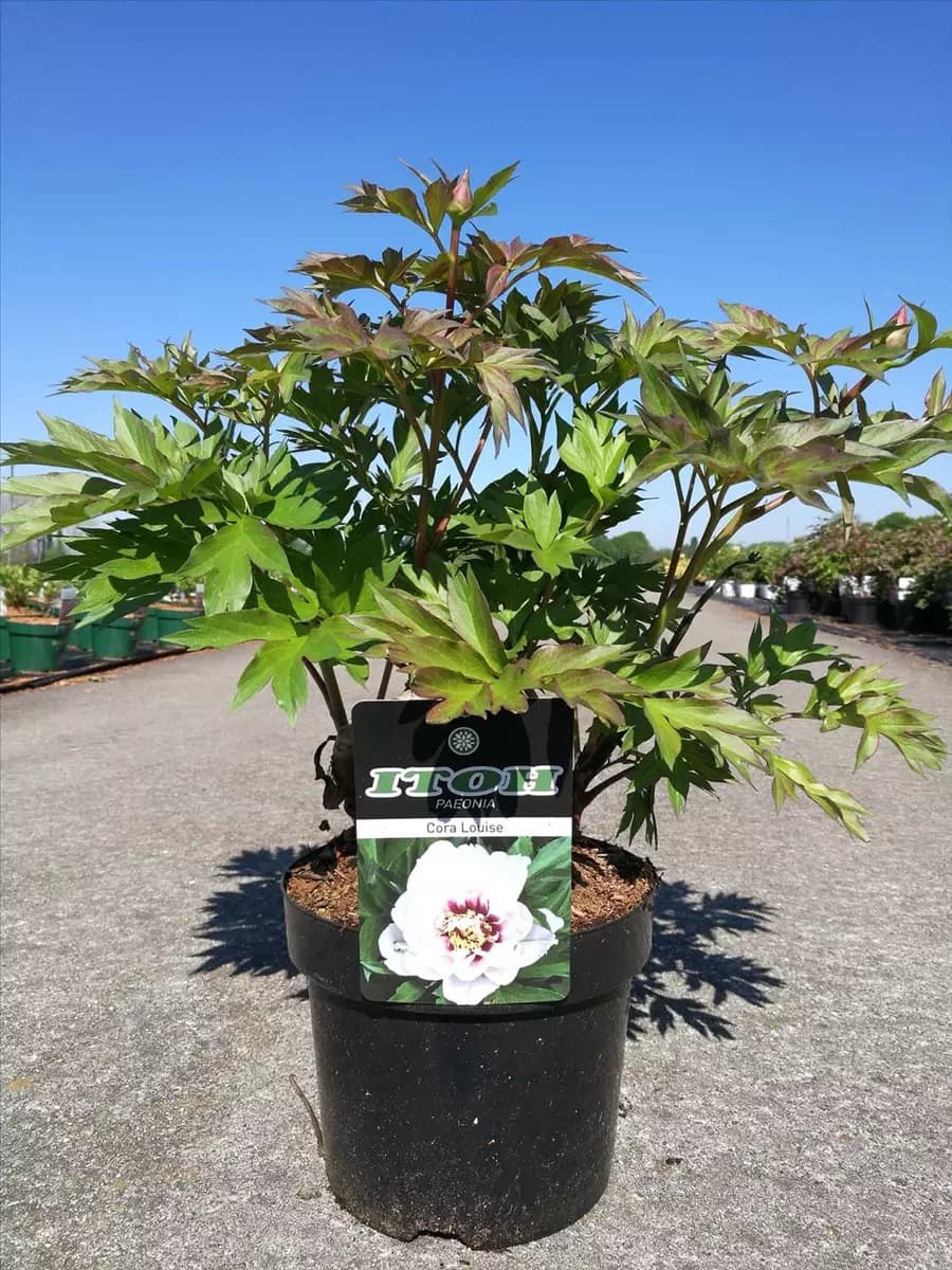Paeonia x itoh 'Cora Louise' Garten-Bastard-Pfingstrose