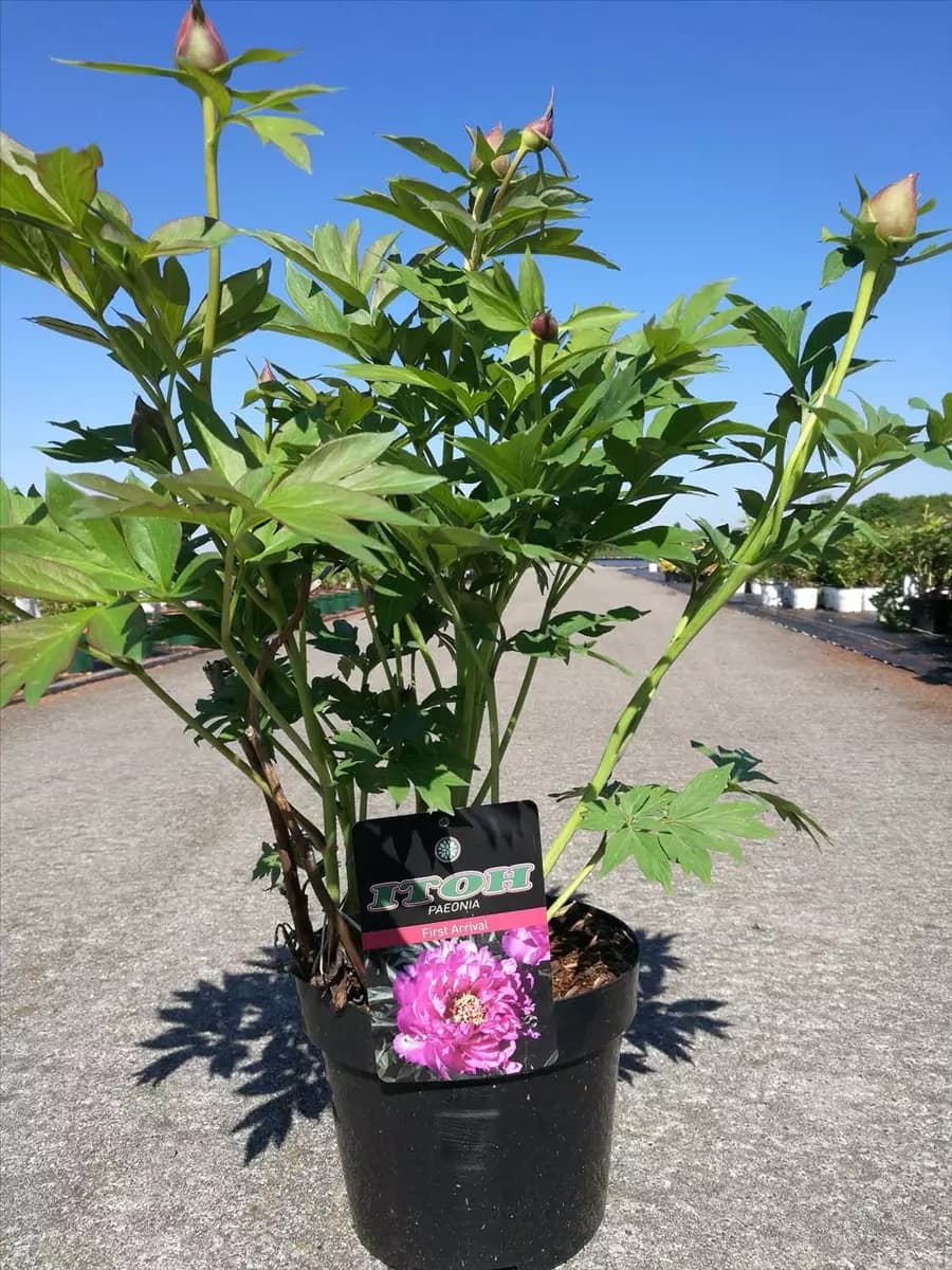 Paeonia x itoh 'First Arrival' Gartenpfingstrose