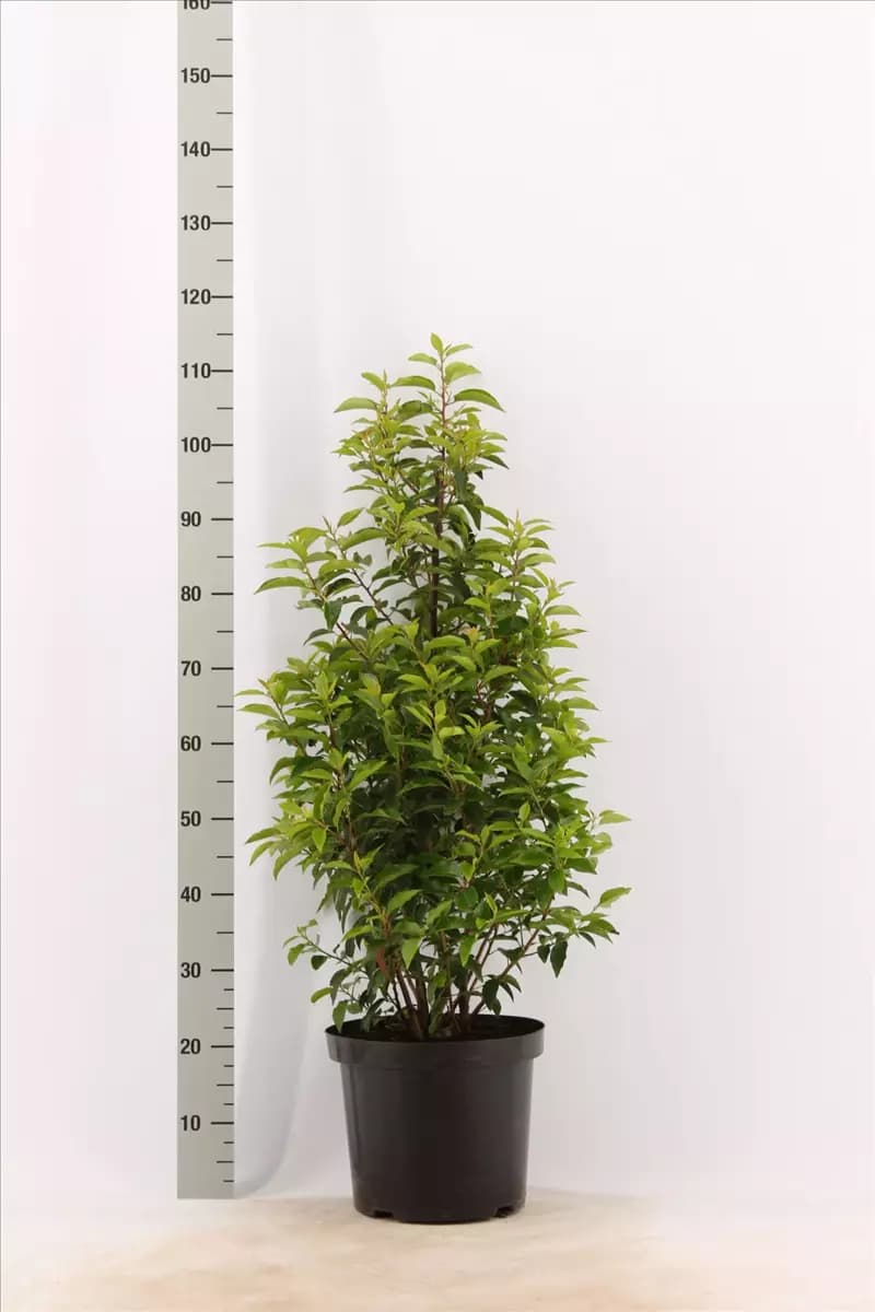 Prunus lusitanica 'Angustifolia' - Heckenpflanzen Portug.Lorbeerkirsche 'Angustifolia'