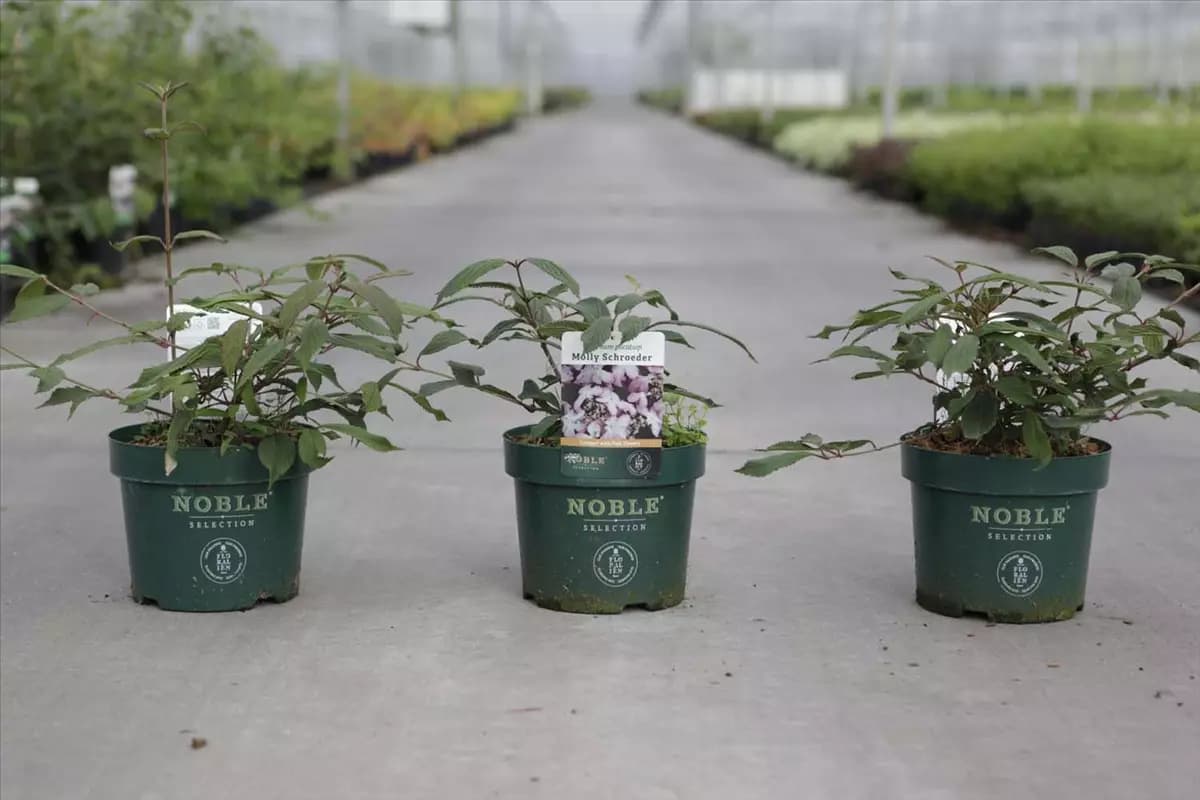 Viburnum plicatum 'Molly Schroeder' Jap.Schneeball 'Molly Schroeder'