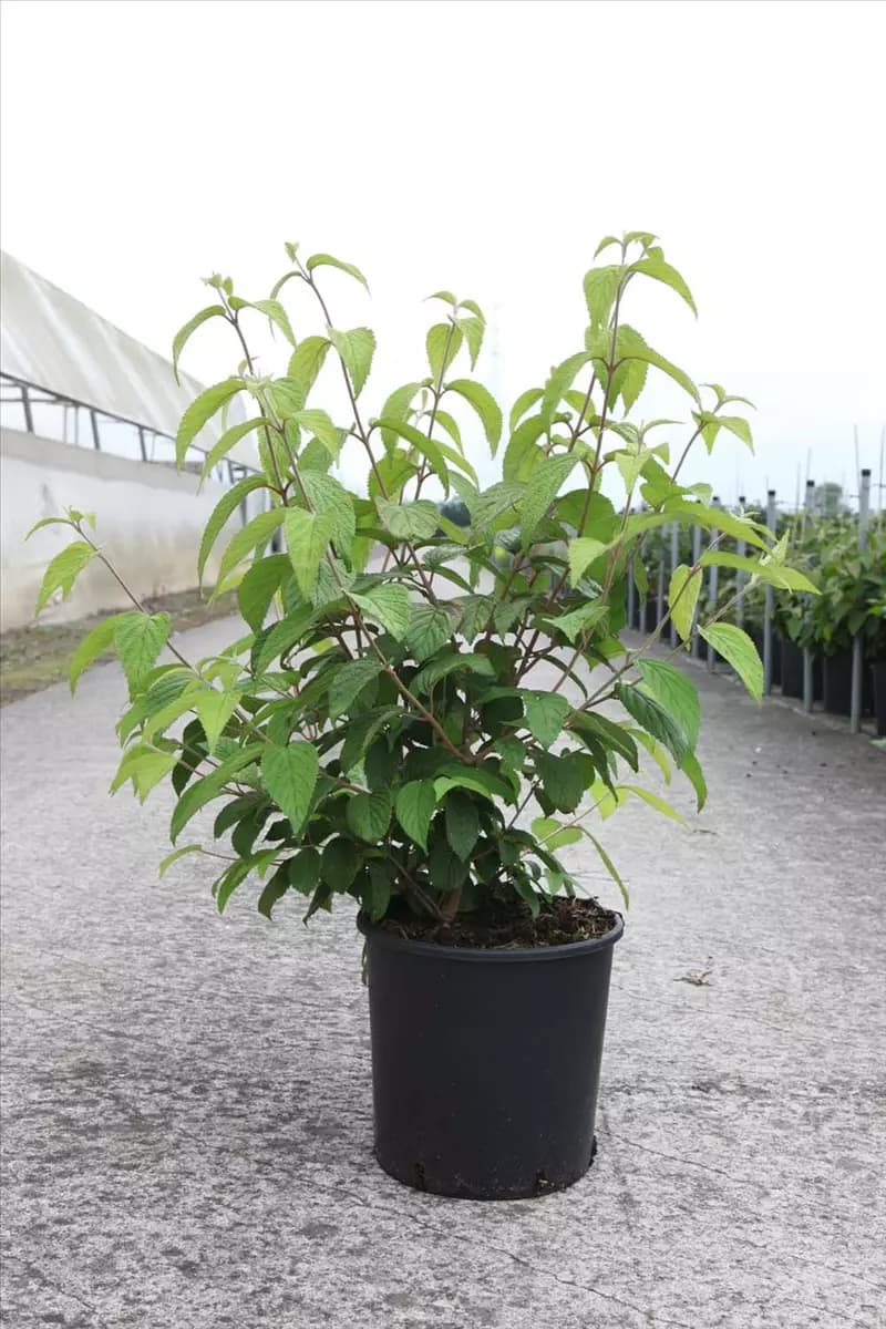Viburnum plicatum 'Shasta' Jap.Schneeball 'Shasta'