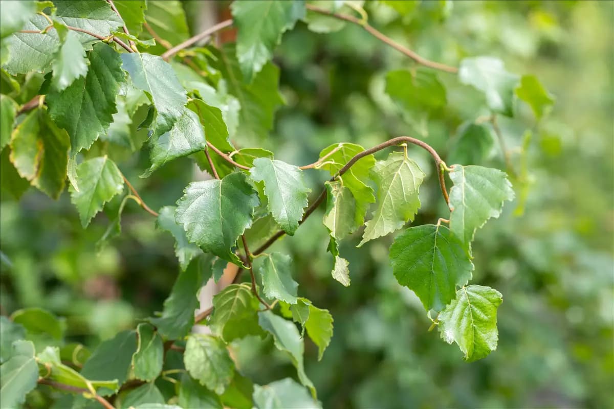 Betula pendula 'Fastigiata' Säulenbirke