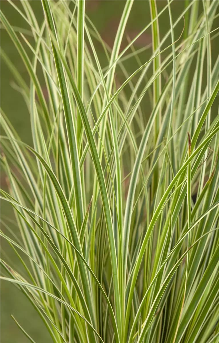 Carex conica 'Snowline' Weißgerandete Garten-Segge